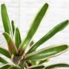 Buy Bromeliad Plant (White) - Nursery Nisarga