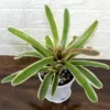 Buy Bromeliad Plant (White) - Nursery Nisarga