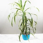 Buy Dracaena Plant - Nursery Nisarga