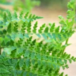 Buy Leather Leaf Fern - from Nursery Nisarga