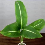 Buy Dieffenbachia Green Magic Plant - Nursery Nisarga