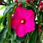 Buy Cardinal Creeper (Ipomoea Horsfalliae) - Nursery Nisarga