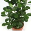 Buy Ficus Moclame, Ficus Microcarpa Plant from Nursery Nisarga