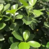 Buy Ficus Moclame, Ficus Microcarpa Plant from Nursery Nisarga