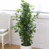 Buy Ficus Moclame, Ficus Microcarpa Plant from Nursery Nisarga