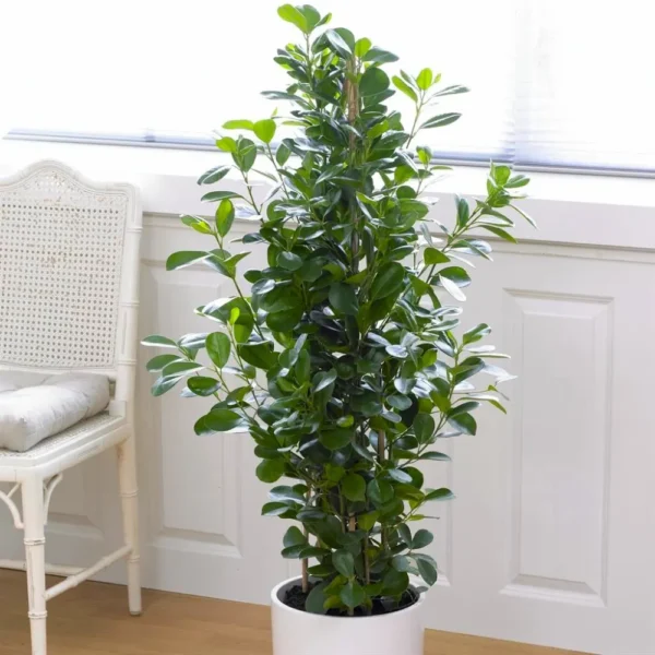 Buy Ficus Moclame, Ficus Microcarpa Plant from Nursery Nisarga