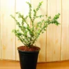 Buy Malpighia Coccigera, Taramani Plant online at nursery nisarga