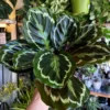 Buy Calathea Roseopicta 'Medallion' - Plant from Nusery Nisarga