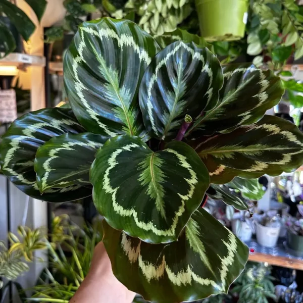 Buy Calathea Roseopicta 'Medallion' - Plant from Nusery Nisarga
