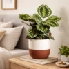 Buy Calathea Roseopicta 'Medallion' - Plant from Nusery Nisarga