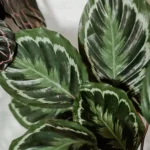 Calathea Medallion plant available for sale - Nursery Nisarga