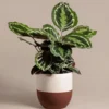 Buy Calathea Roseopicta 'Medallion' - Plant from nursery nisarga