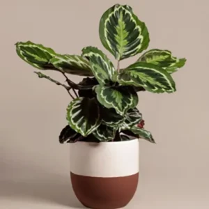 Buy Calathea Roseopicta 'Medallion' - Plant from nursery nisarga