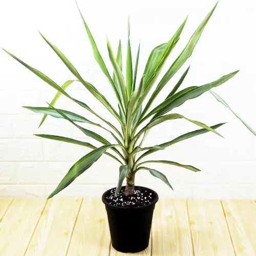 Buy Yucca Plant online from Nursery Nisarga at the lowest price