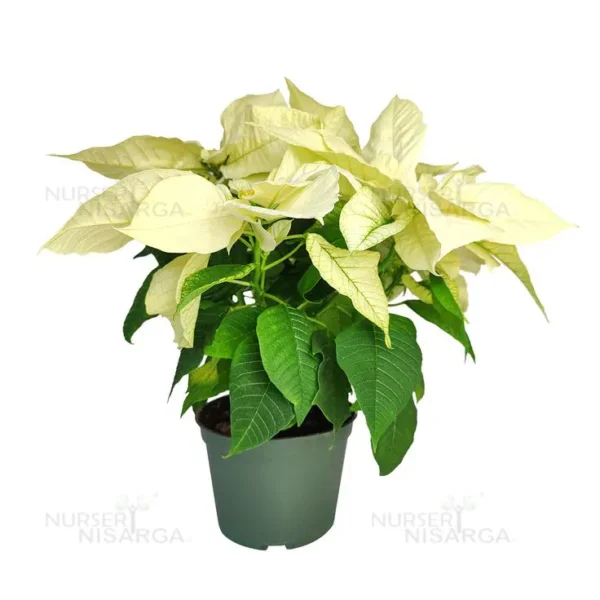 Buy Poinsettia, Christmas Flower multicolour - Plant From Nursery Nisarga