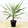 Buy Yucca Plant online from Nursery Nisarga at the lowest price