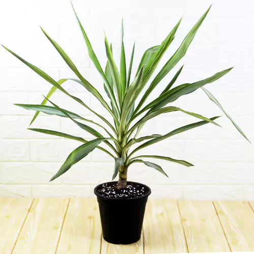 Buy Yucca Plant online from Nursery Nisarga at the lowest price