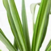 Buy Yucca Plant online from Nursery Nisarga at the lowest price