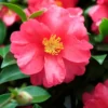 Buy Camellia Plant (Camellia spp) from Nursery Nisarga