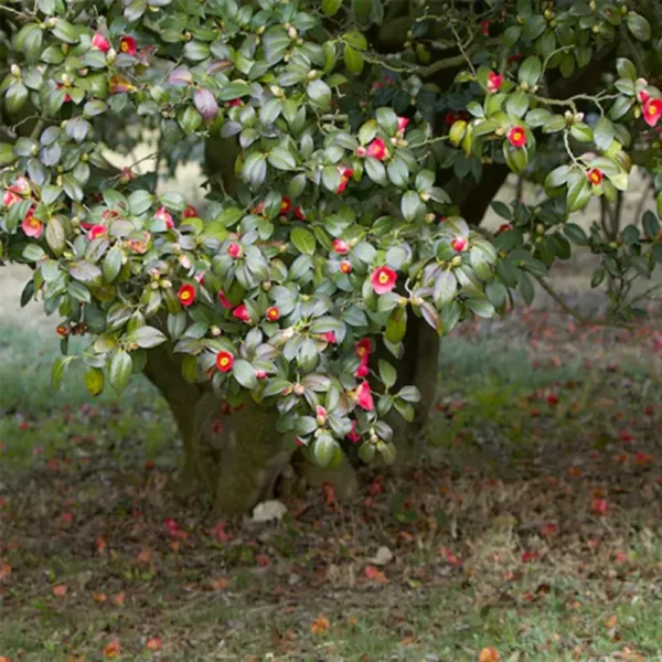 Buy Camellia Plant (Camellia spp) from Nursery Nisarga