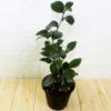Buy Camellia Plant (Camellia spp) from Nursery Nisarga