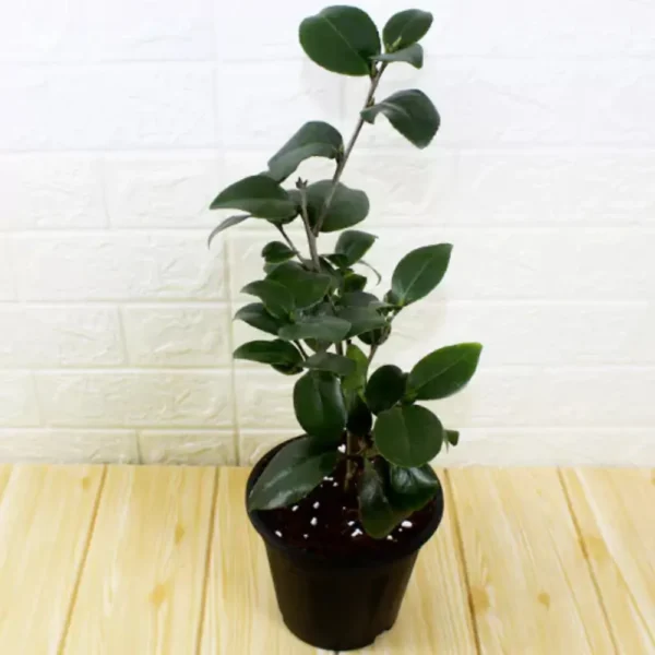 Buy Camellia Plant (Camellia spp) from Nursery Nisarga