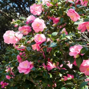 Buy Camellia Plant (Camellia spp) from Nursery Nisarga