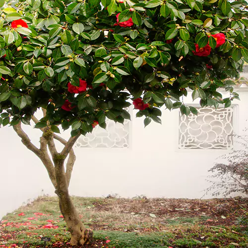 Buy Camellia Plant Lowest Price at Nursery Nisarga