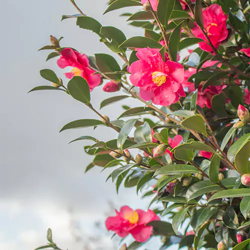 Buy Camellia Plant Lowest Price at Nursery Nisarga