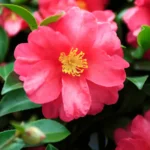 Buy Camellia Plant (Camellia spp) from Nursery Nisarga