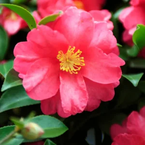 Buy Camellia Plant (Camellia spp) from Nursery Nisarga