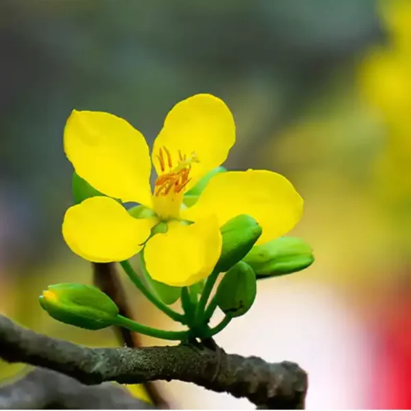Buy Cassia biflora Plant Online at Nursery Nisarga
