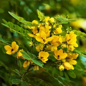 Buy Cassia biflora Plant Online at Nursery Nisarga