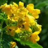Buy Cassia biflora Plant Online at Nursery Nisarga