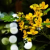 Buy Cassia biflora Plant Online at Nursery Nisarga