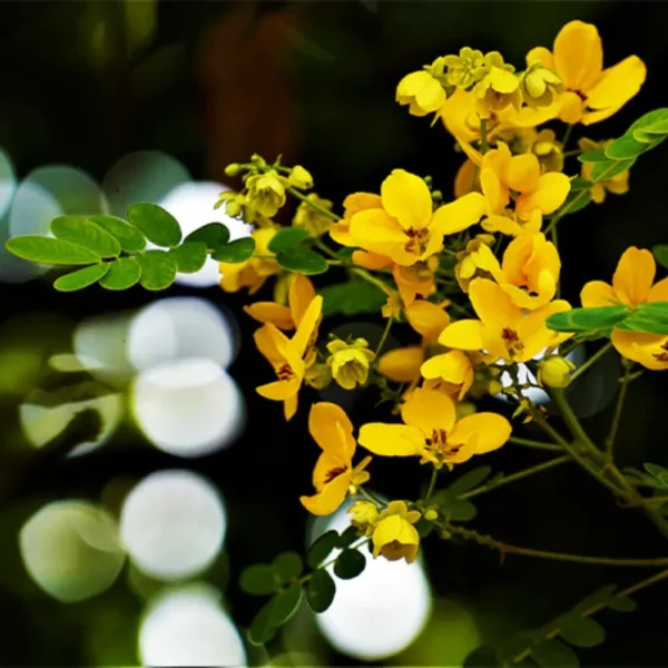 Buy Cassia biflora Plant Online at Nursery Nisarga