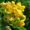 Buy Cassia biflora Plant Online at Nursery Nisarga