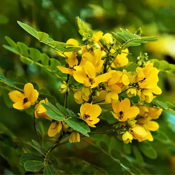 Buy Cassia biflora Plant Online at Nursery Nisarga