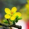 Buy Cassia biflora Plant Online at Nursery Nisarga