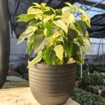 Buy Poinsettia, Christmas Flower multicolour - Plant online at nursery nisarga