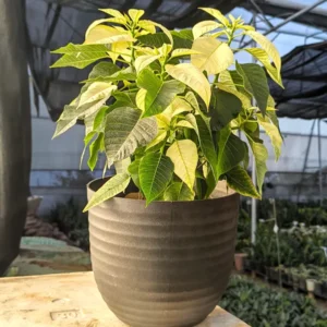 Buy Poinsettia, Christmas Flower multicolour - Plant online at nursery nisarga