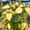 Buy Poinsettia, Christmas Flower multicolour - Plant online at nursery nisarga