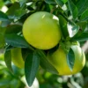 Buy Grapefruit Plant Online From Nursery Nisarga at The Lowest Price