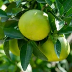 Buy Grapefruit Plant Online From Nursery Nisarga at The Lowest Price