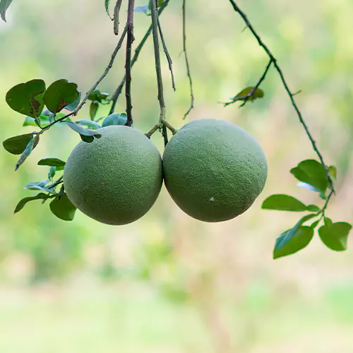 Buy Grapefruit Plant Online From Nursery Nisarga at The Lowest Price