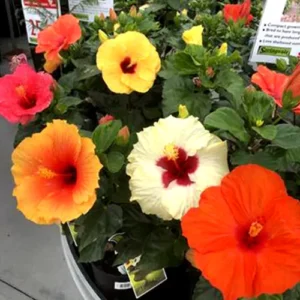 Buy Hibiscus Flower Multicolored (Combo Pack of 6 Plants) from Nursery Nisarga
