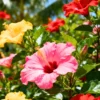 Buy Hibiscus Flower Multicolored (Combo Pack of 6 Plants) from Nursery Nisarga