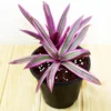 Buy Rhoeo, Rhoeo Discolor Plant Online at Nursery Nisarga