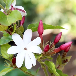 Buy Kunda, Downy Jasmine Plant Online at Nursery Nisarga