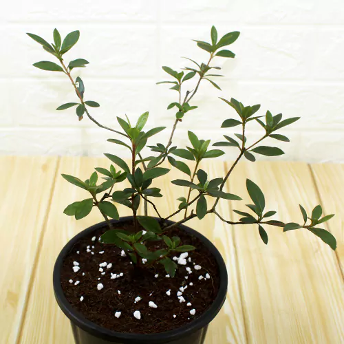 Buy Azalea Plant - Nursery Nisarga